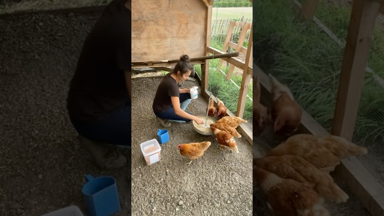 Kippen verzorgen! 🐓