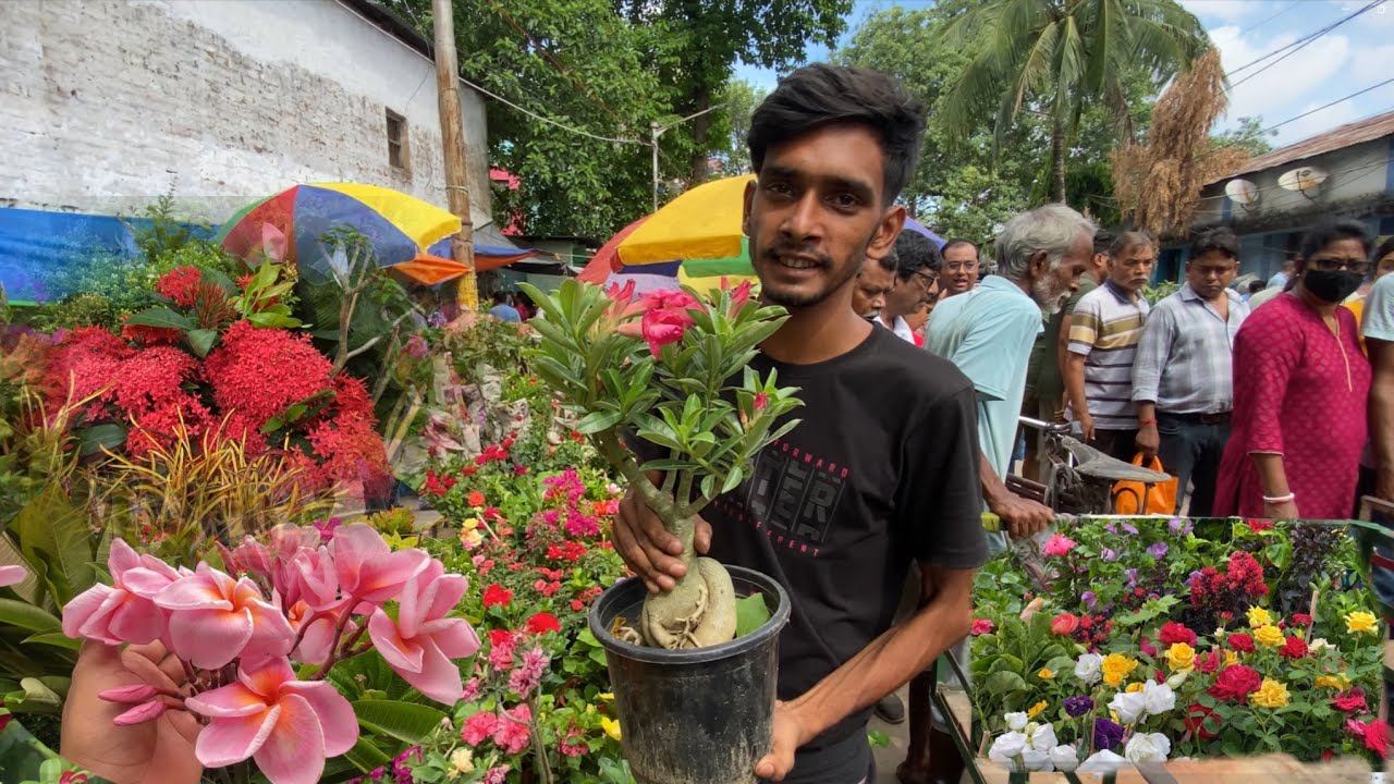 Best Flower Plant of Galiff Street Plant Market This May| Kolkata Nursery Haat| Best Flowers Forever