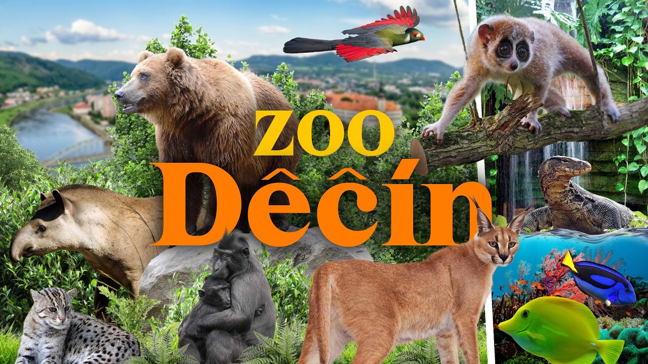 A Hidden Gem in the Czech Republic? | Děč&iacute;n Zoo Review