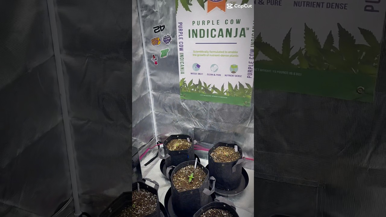 Couple weeks from harvest we got some Fastbuds going #acinfinity #northatlanticseedco #purplecow