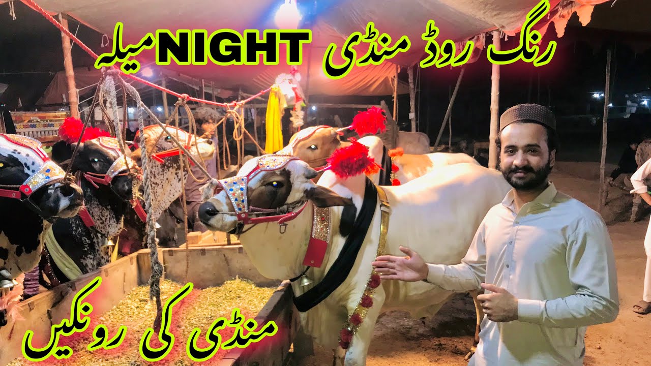 Night View Of Peshawar Ring Road Mandi Khubsoorat bachray Maweshi mandi Pakistan bakra eid 2024