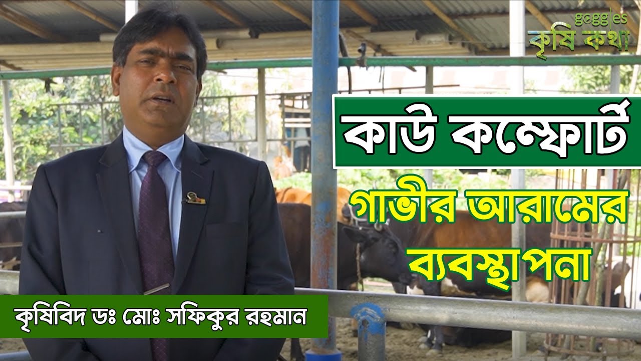 কাউ কম্ফোর্ট | গাভীর আরামের ব্যবস্থাপনা | Cow Comfort | Krishi Kotha | কৃষিকথা