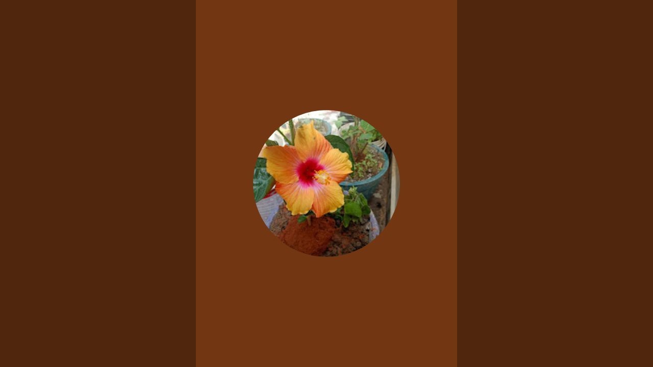 durga  is live! good afternoon 🌞