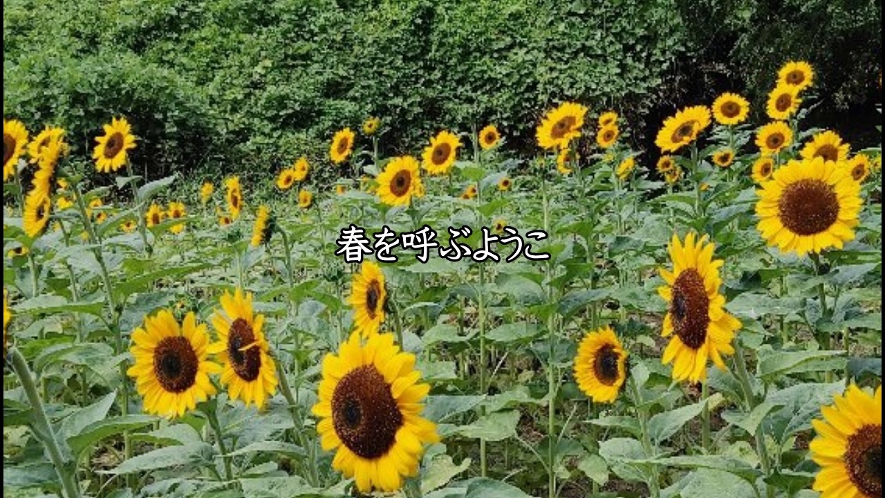 春を呼ぶようこ