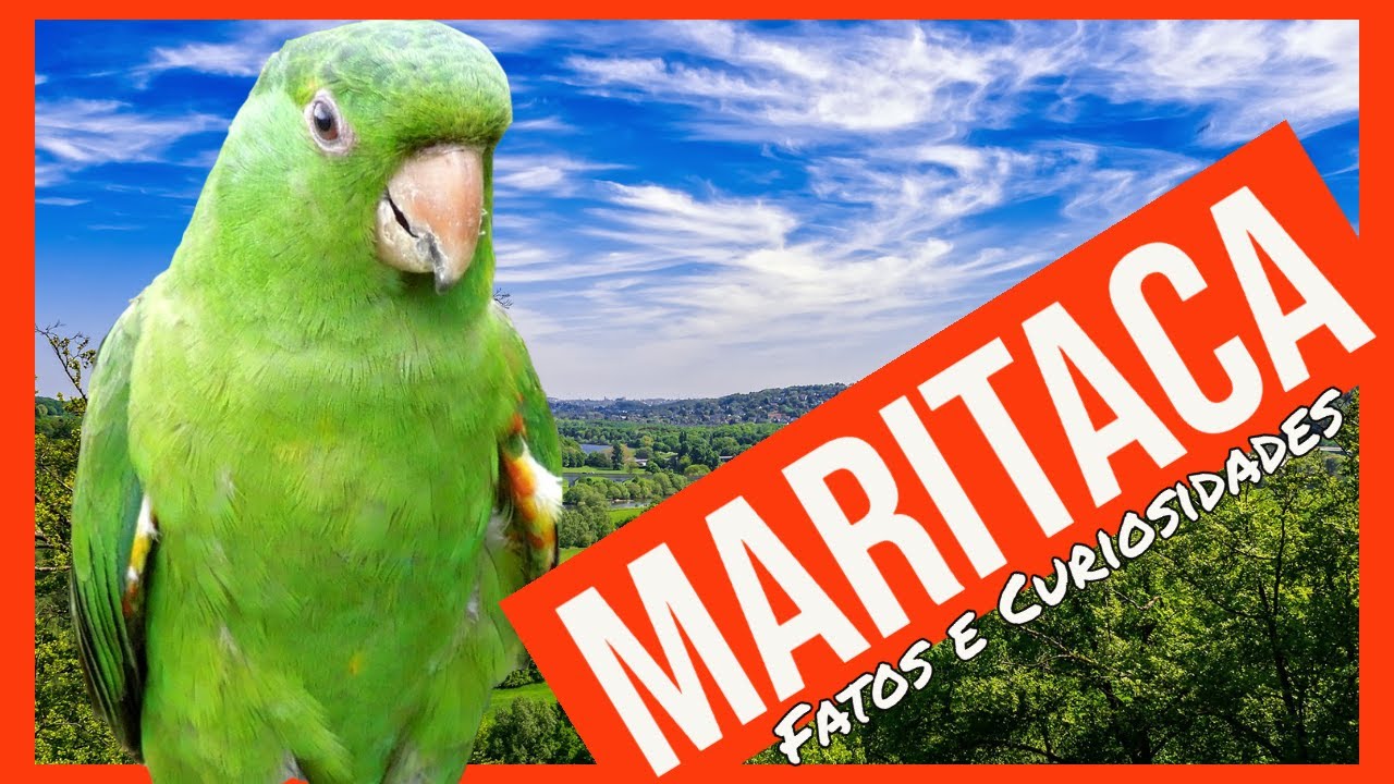 Como vivem as MARITACAS - Fatos e curiosidades - aves selvagens