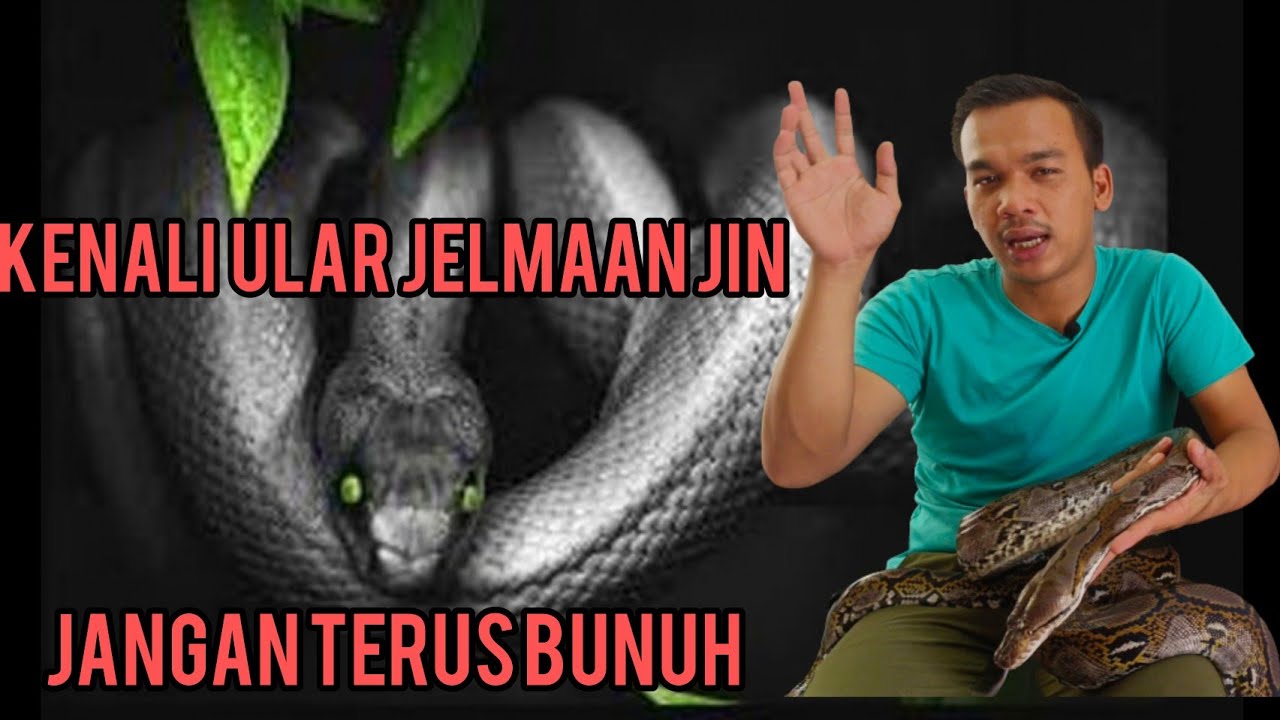 Kenali Ular Jelmaan Jin Dan Bila Waktu Ular Tidur?