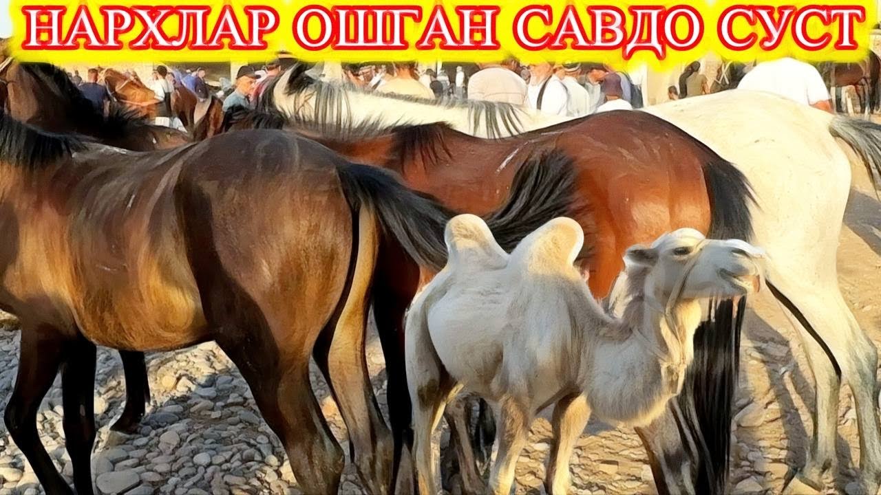 СУРХОНДАРЁ САРИОСИЁ ОТ НАРХЛАРИ БОЗОРДА
