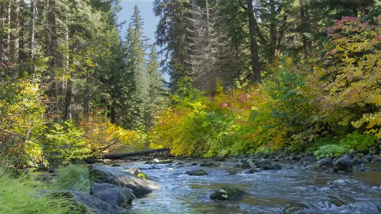 Forest Chill: Fall colors on the Santiam river