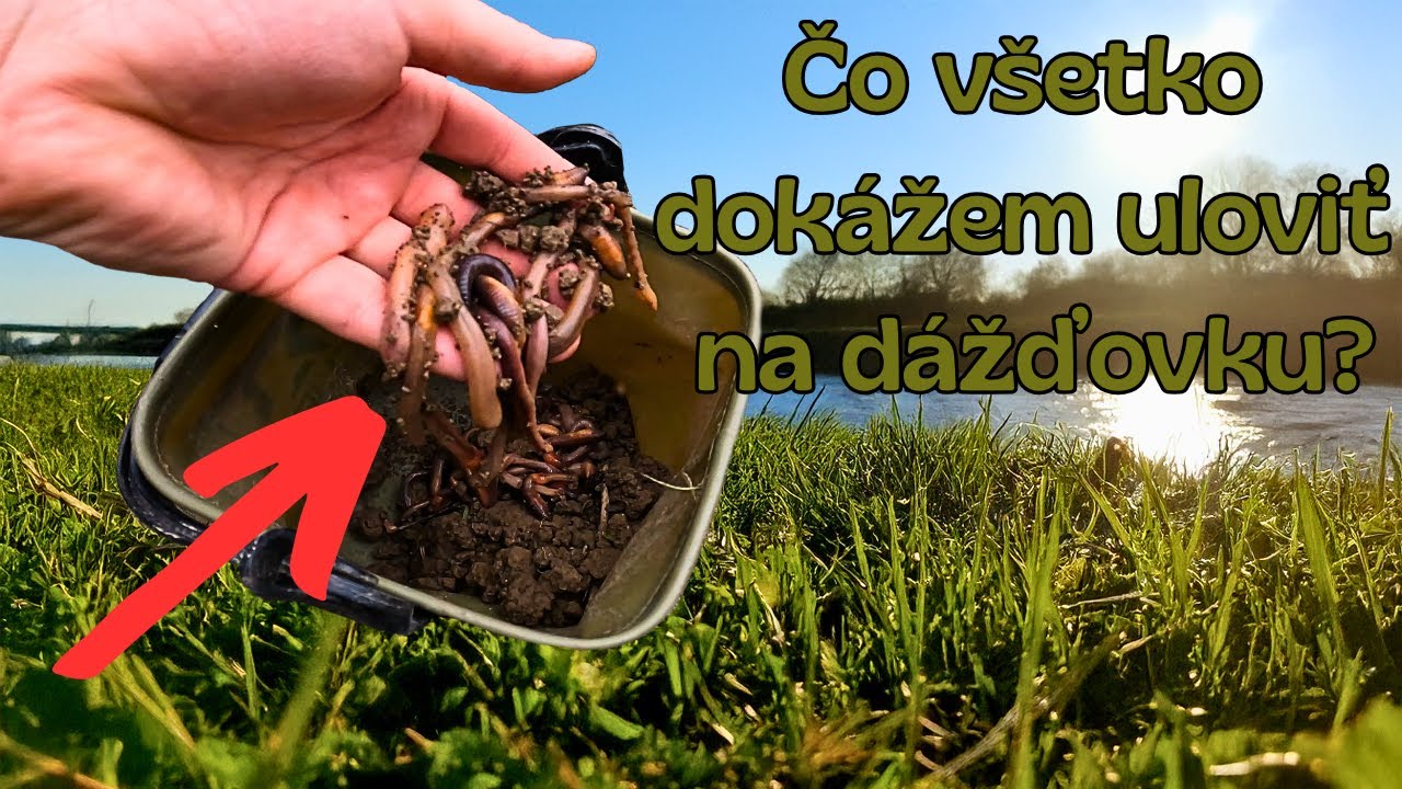 🪱Dážďovka v akcii🐟Sumec, Uhor, Mrena, Kapor aj mnoho ďalšieho sa na ňu dá uloviť.