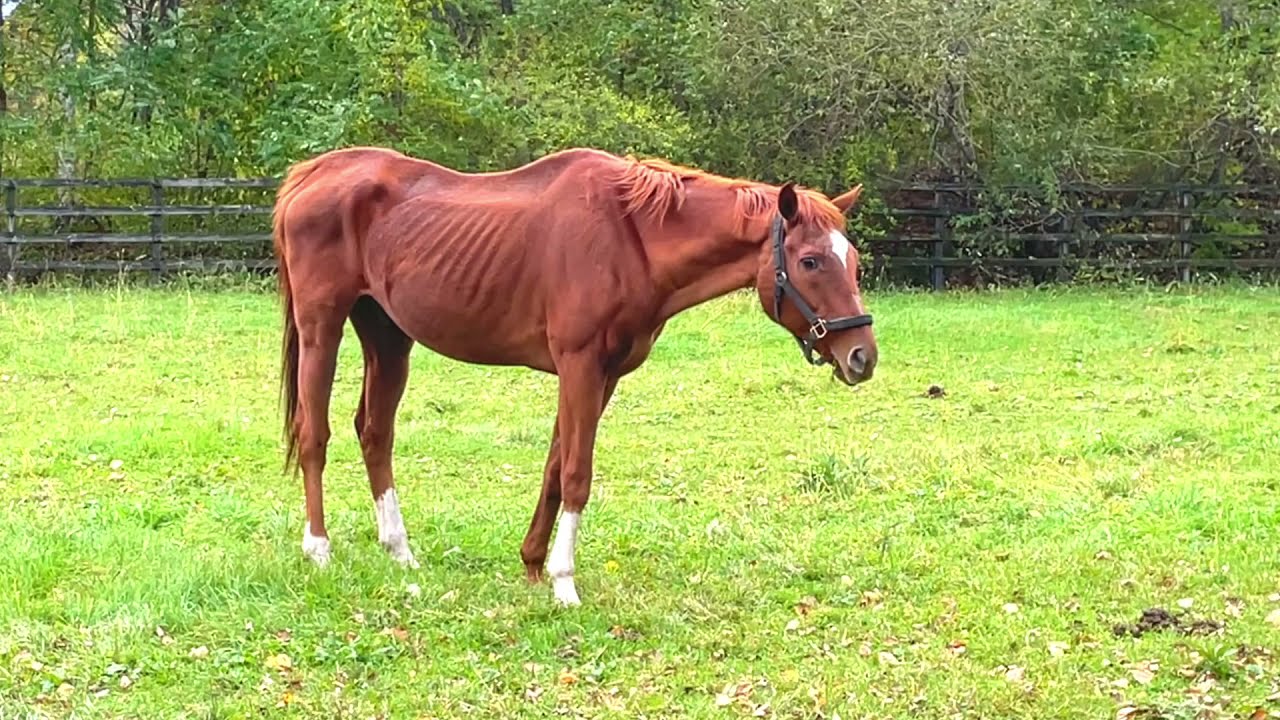 草を食むアグネスデジタル