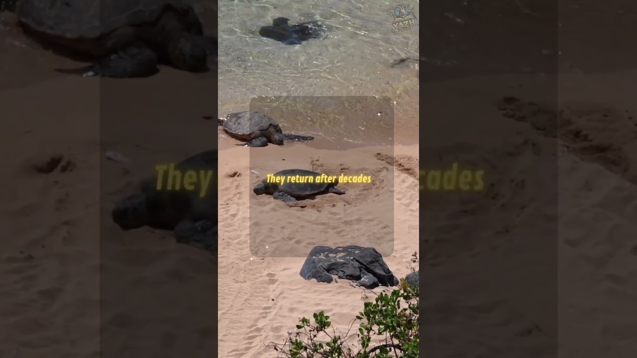 How Sea Turtles Find Their Way Home 🐢 | Nature’s GPS