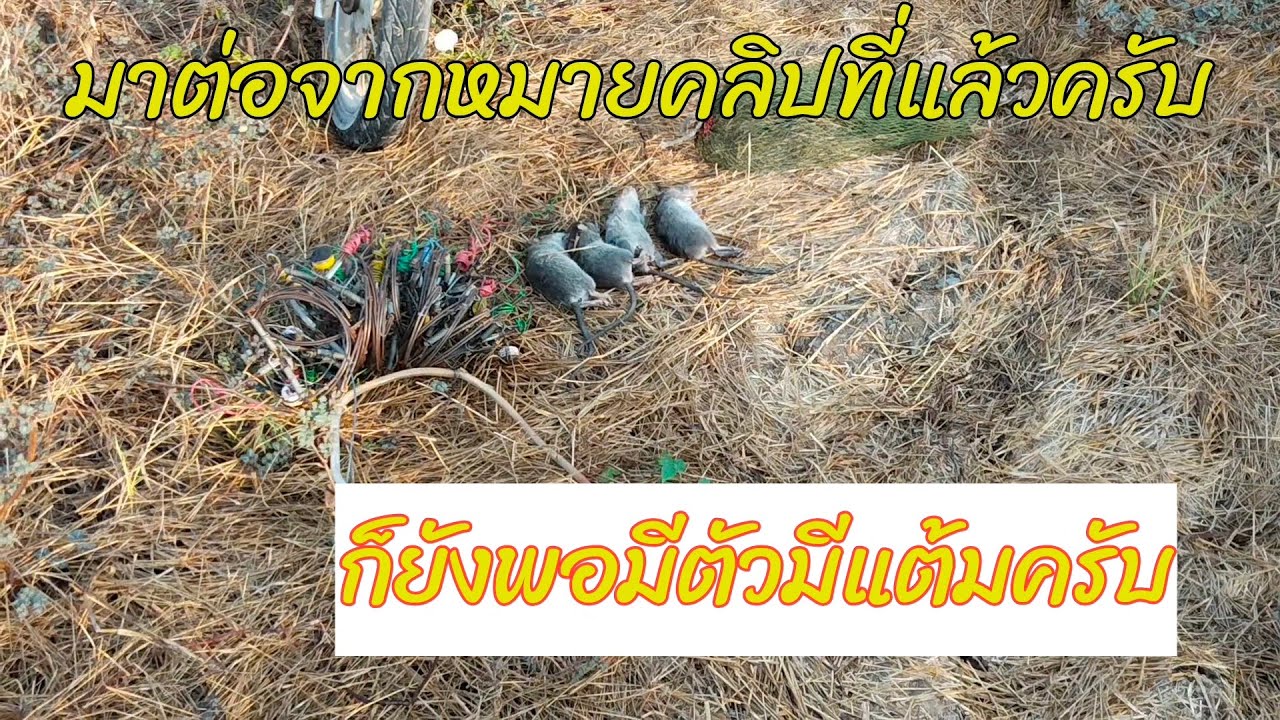 ลงแบบรีบๆครับผม ก็ยังพอมีตัวมีแต้ม#ดักหนูนา 