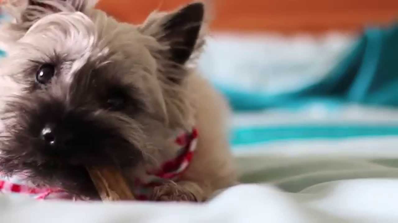 Coco - The Cairn Terrier