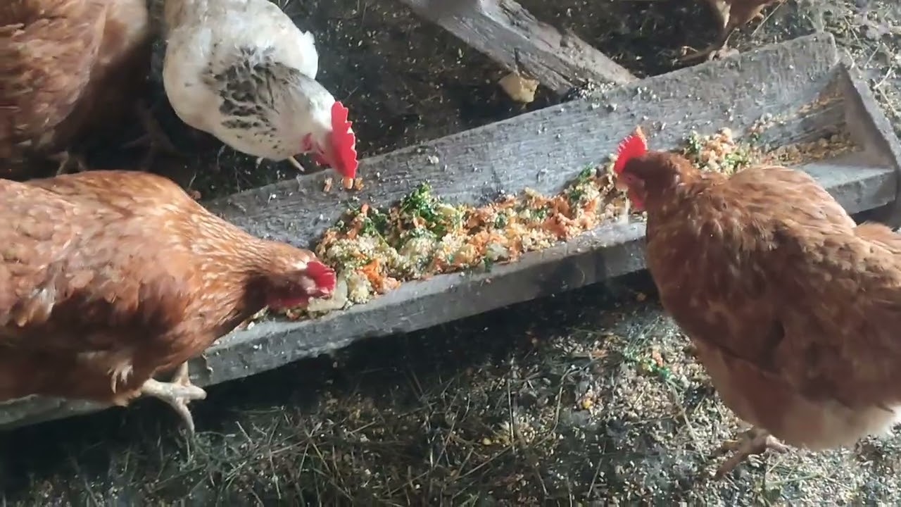 Кофе в обед ☕ Зима продолжается ❄️ Вкусняшки курёхом 🐓