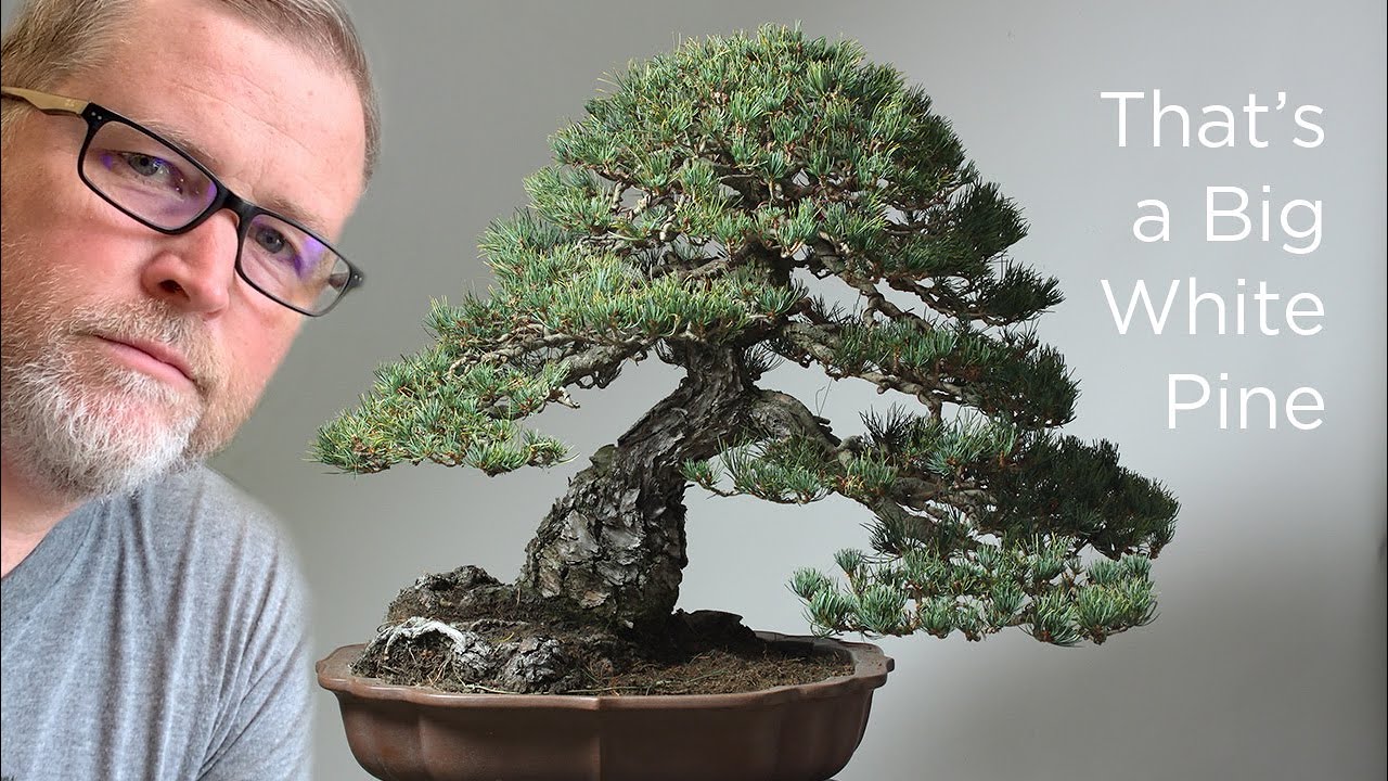Bonsaify | Big Beautiful Bonsai - White Pine Fall Cleanup and Styling