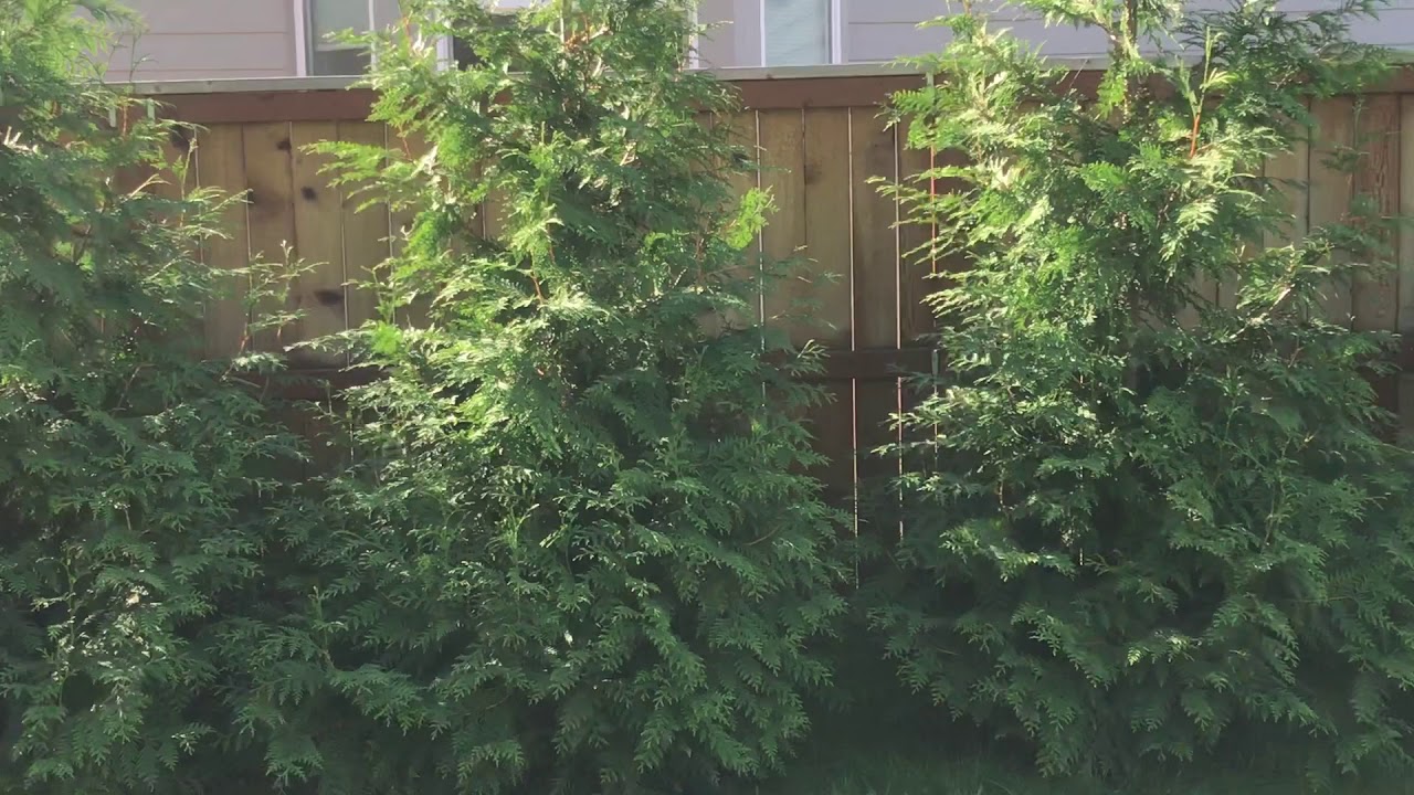 green giant growth (a) 10/1/2019