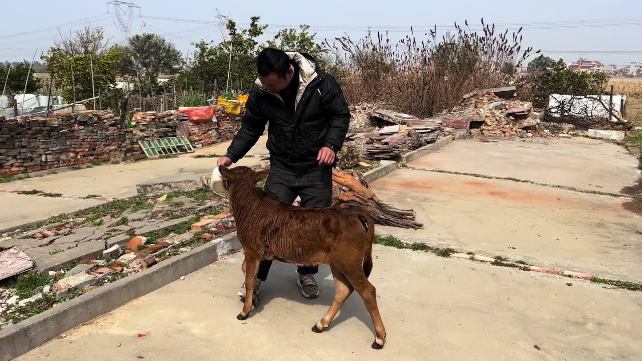 小奶瓶拉稀好了放出去撒欢不会又被小黄毛拐走了吧。#小牛犊