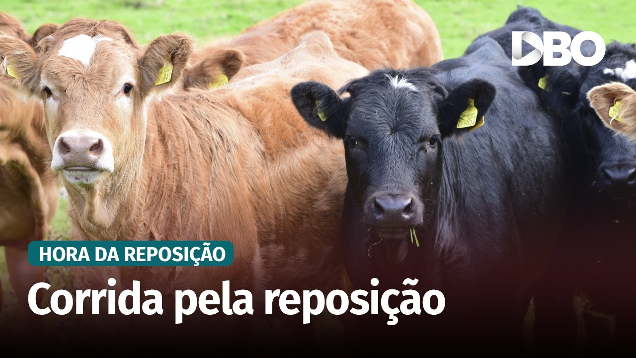 Preço do bezerro dispara no Sul após alta do boi gordo