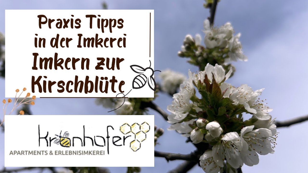 39. Praxis Tipps: Imkern zur Kirschbl&uuml;te