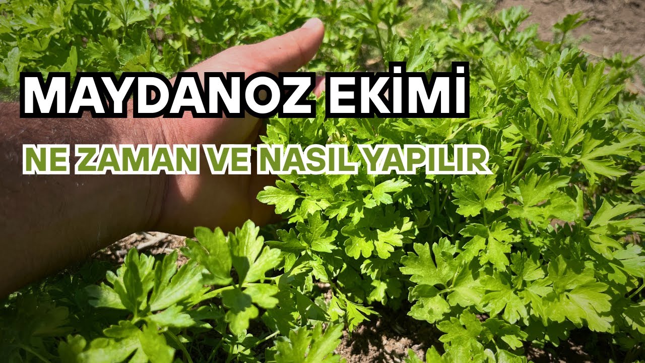 maydanoz ne zaman ve nasıl ekilir
