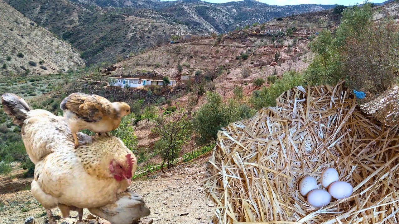 الاجواء القرية وأجوائها الطبيعي وتربية دجاج البلدي في جبال الريف نواحي الحسيمة