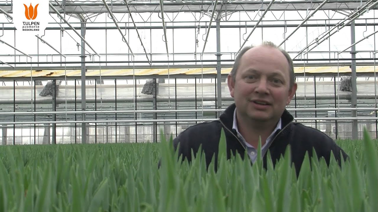 Kweker Joost - 8 - Waarom ben je tulpen gaan kweken?