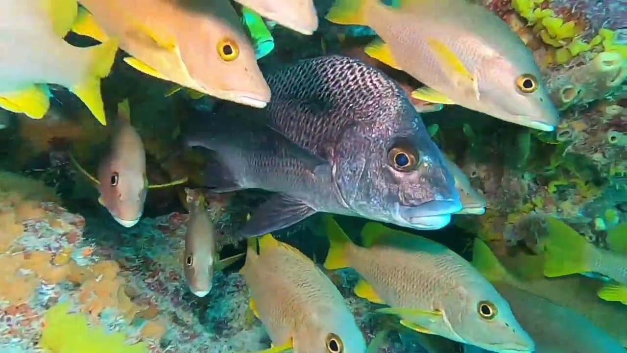 Unforgettable underwater adventures in Miami and Bimini