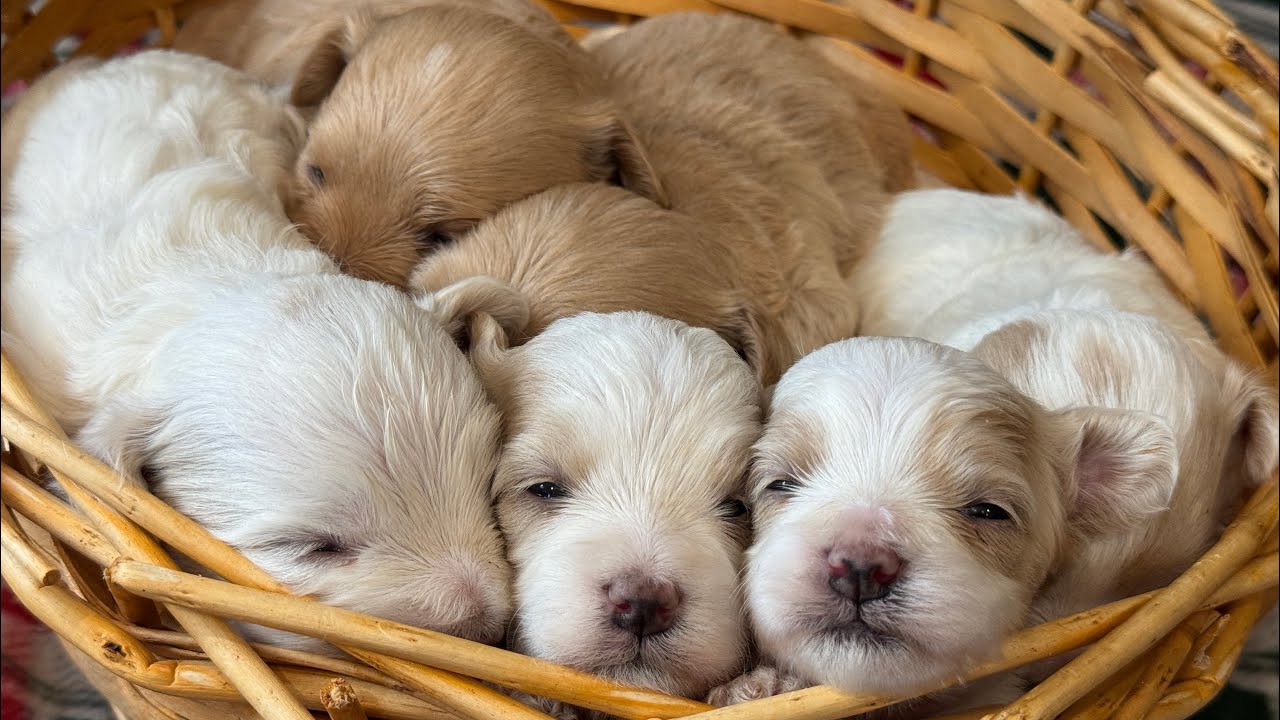 Honey-Hank 11/18/24 Maltipoo Puppies almost 3 weeks old