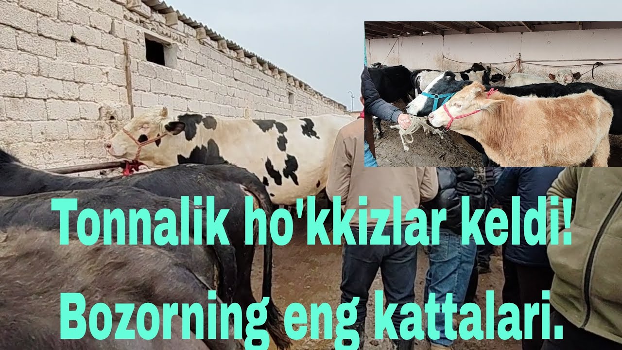Sardoba tumani Qo'rg'ontepa ho'kkizlar bozori 