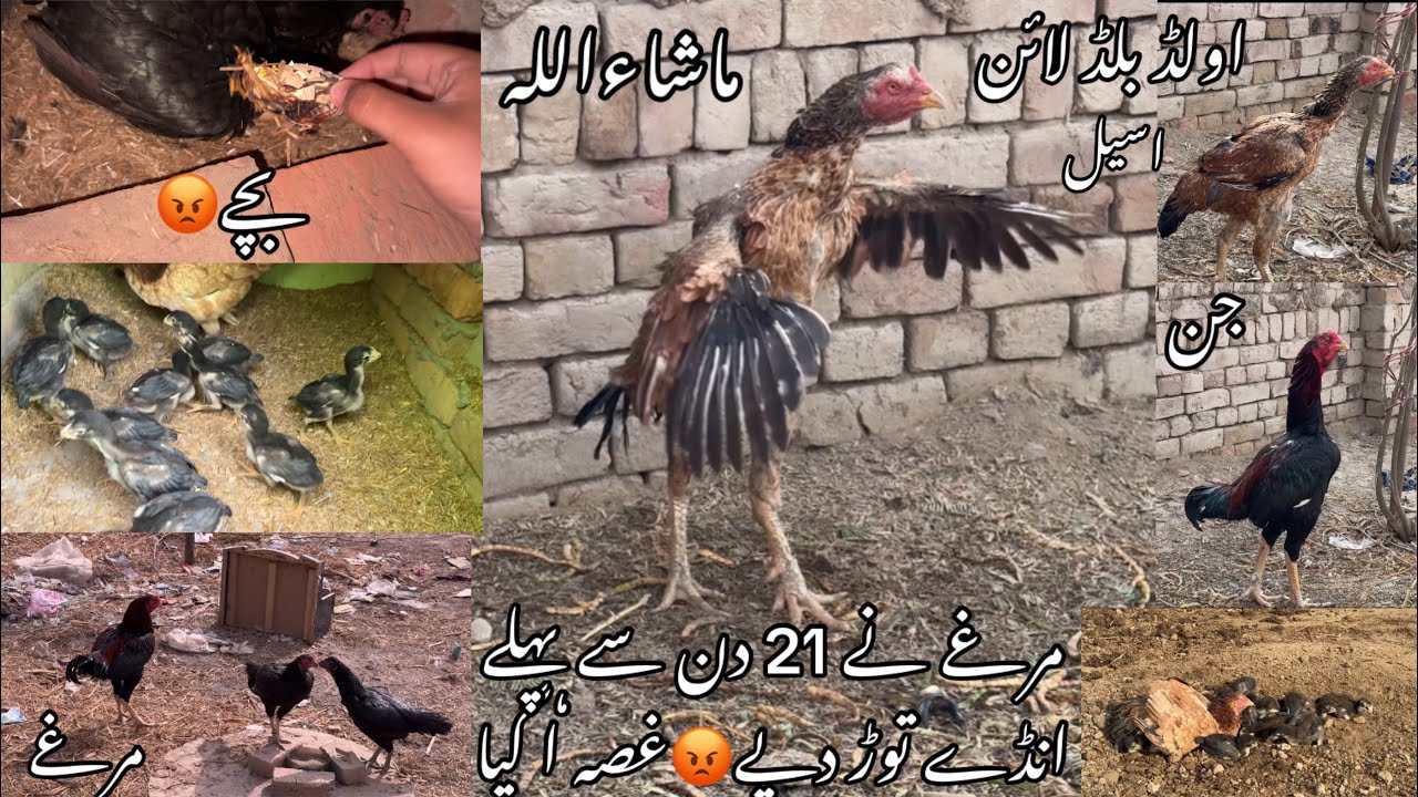 Aj Bohat gusa a gia murgi na bacha mar dia😭😡//warraich Aseel 