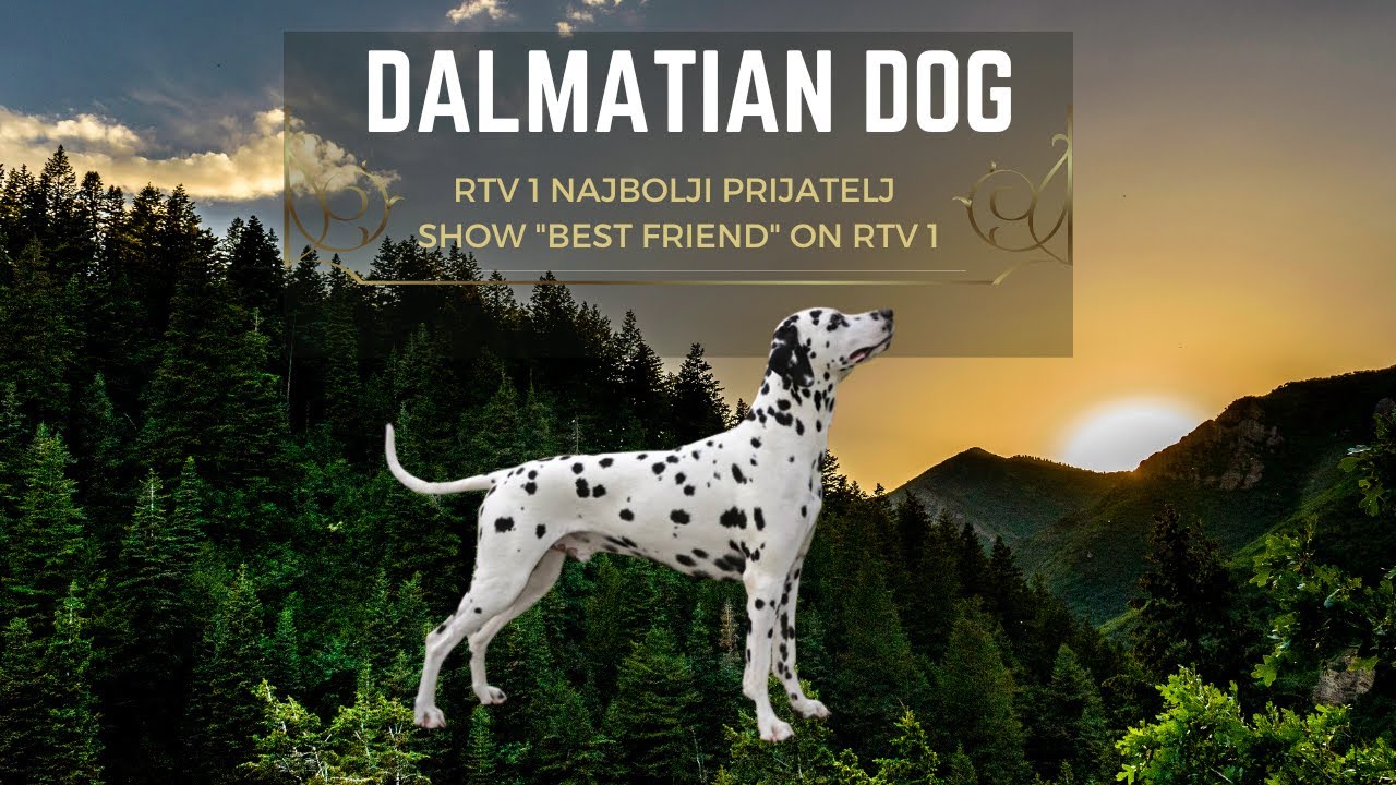 Dalmatinac - RTV 1 Najbolji prijatelj (Show  