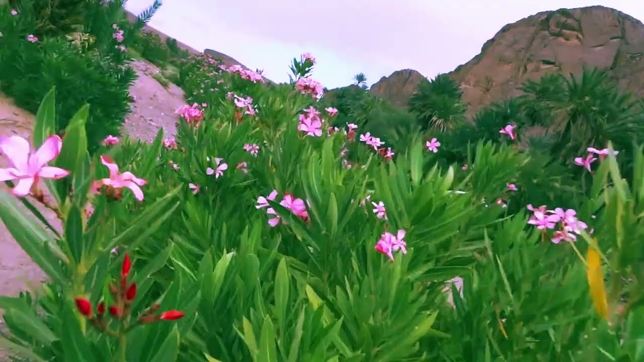 Fint, The Hidden Oasis Of Ouarzazate, Morocco | ASMR