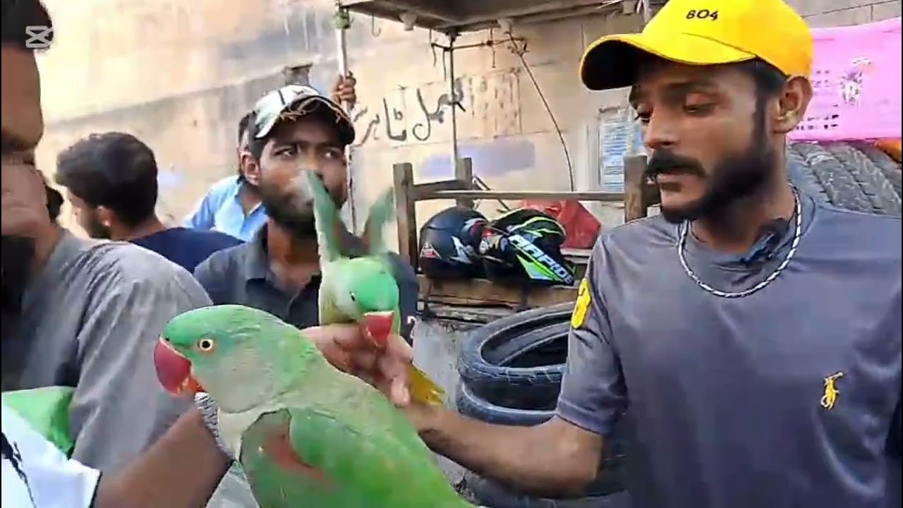 Lalukhet Birds Market Karachi | Huge Variety of Parrots | Latest Prices 8 March 2026