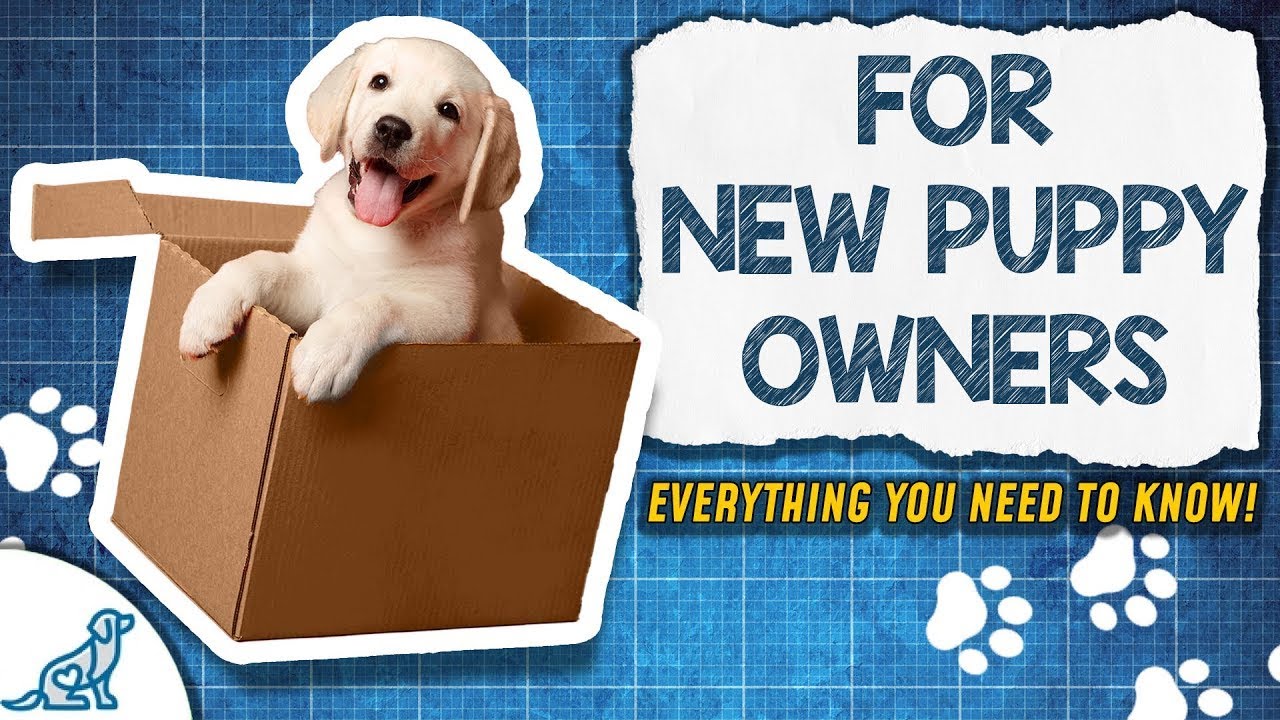 The Puppy Training Blueprint You Didn't Know You NEEDED!