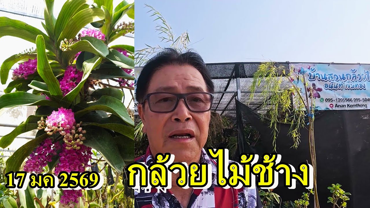 กล้วยไม้ช้างบาน 17 มกราคม 2569,กล้วยไม้สกุลช้าง,อนันต์เข็มทอง#anankemthong #กล้วยไม้สกุลช้าง