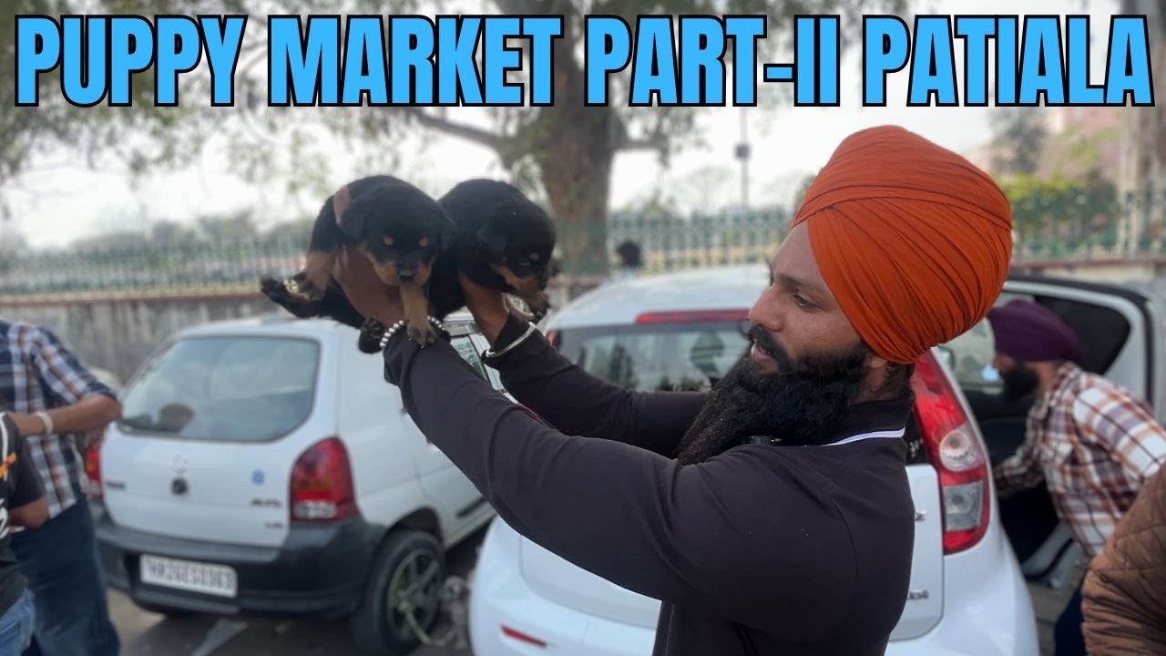 Puppy market in India at cheapest rates| Wholesale Dog market outside Patiala Dog show 2025 PART-II