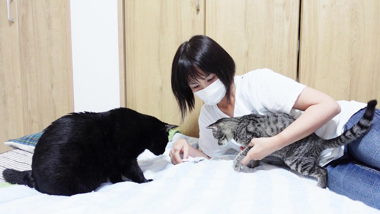 猫と私の借家生活/巨大ウツボを捌いて食べる/撮影の邪魔をするクロと洗濯の邪魔をする子猫