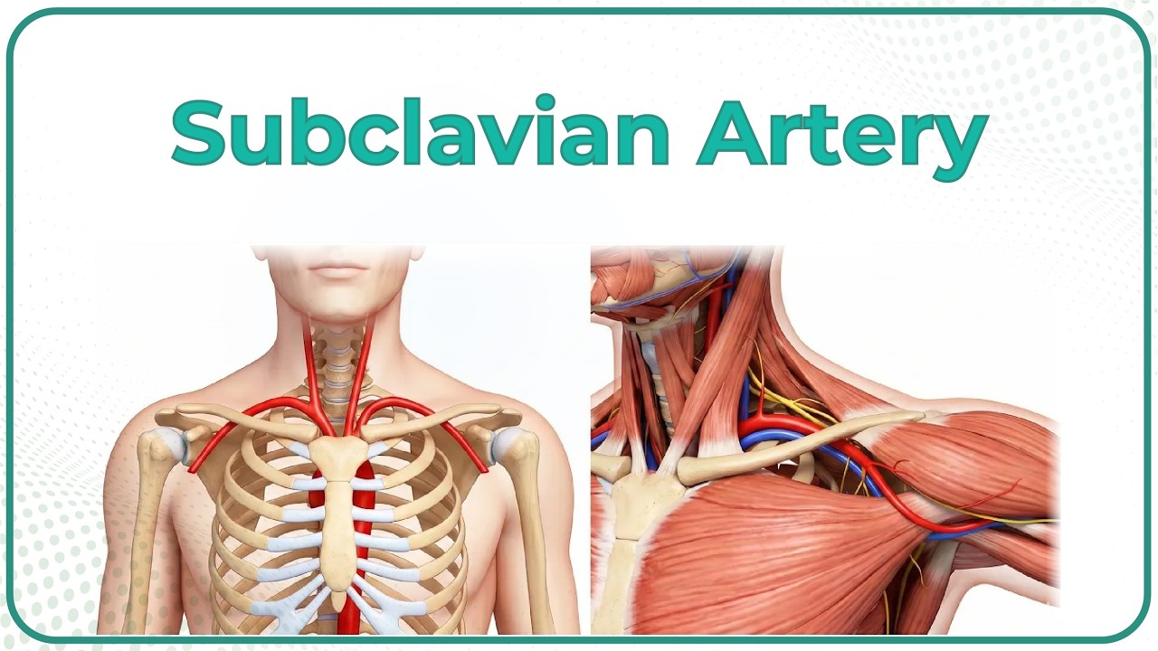 Subclavian Artery Anatomy (Animation) : Dr G Bhanu Prakash
