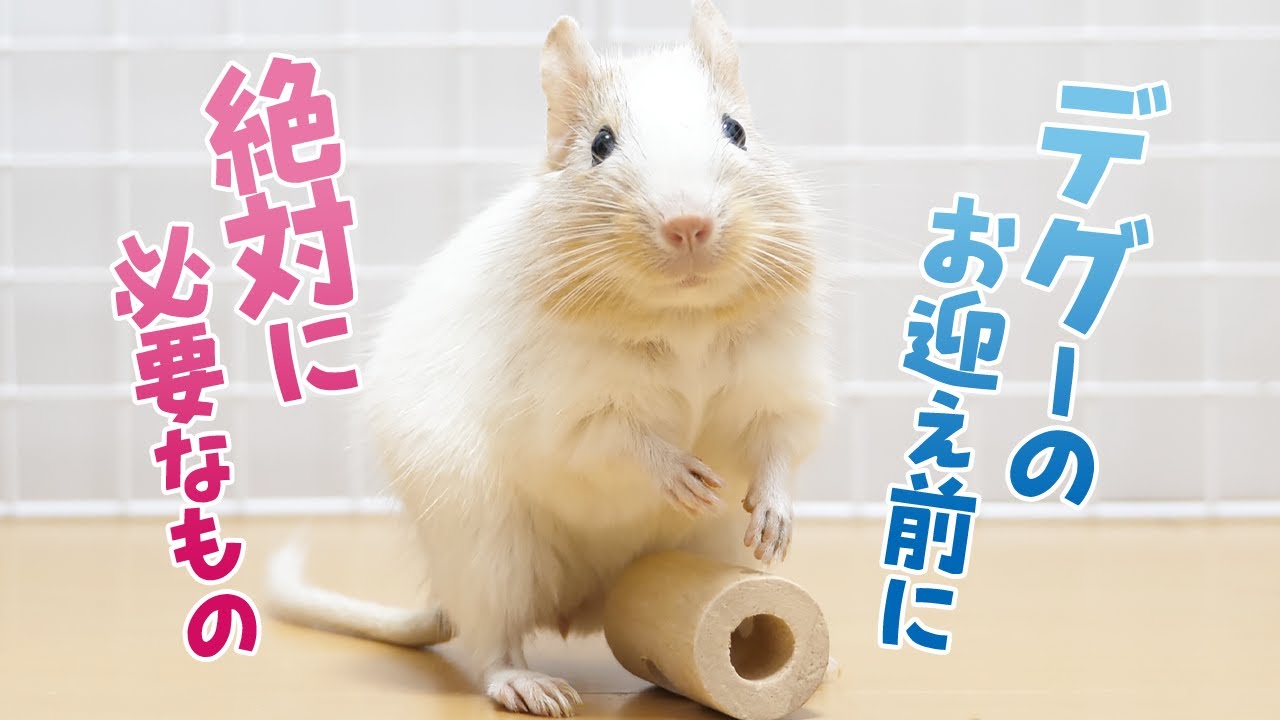 【デグーを飼う前に見て】デグー飼育に絶対に必要なもの【デグーのお迎え準備】