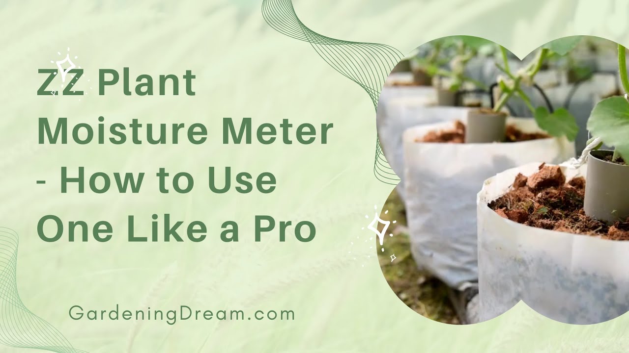 ZZ Plant Moisture Meter  How to Use One Like a Pro