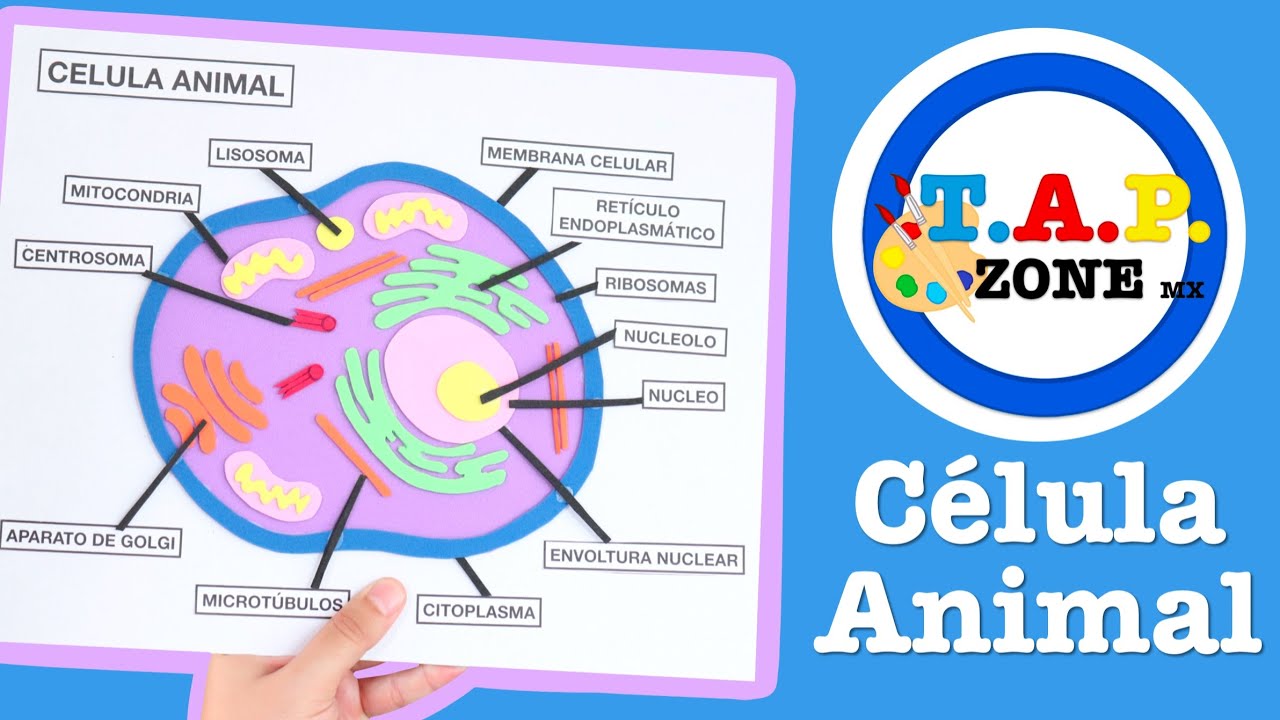 Como hacer la maqueta de la Celula Animal - TAP ZONE Mx (Ep.11)