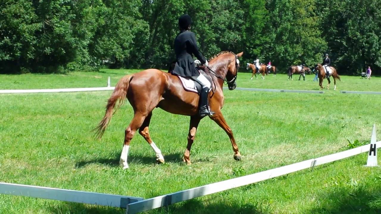 Ray Bo's erste A-Dressur (A5/1), Niedertrebra, 26.06.2016 (WN: 6,4)