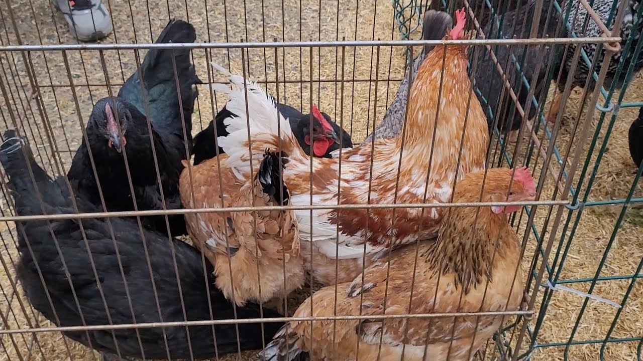 Tavuk Pazarı 29 11 2025