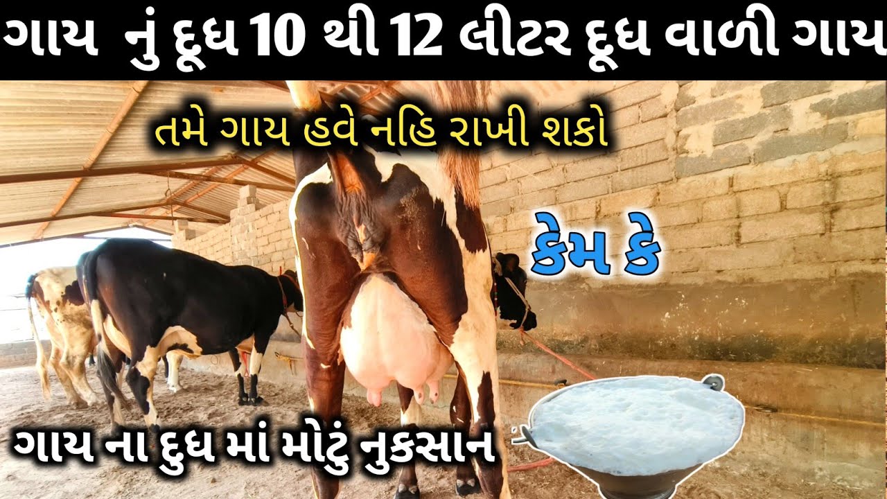 ગાય 🐄 10 લીટર દૂધ વાળી ગાય રાખવી જ નથી મોટો પ્રોબ્લેમ
