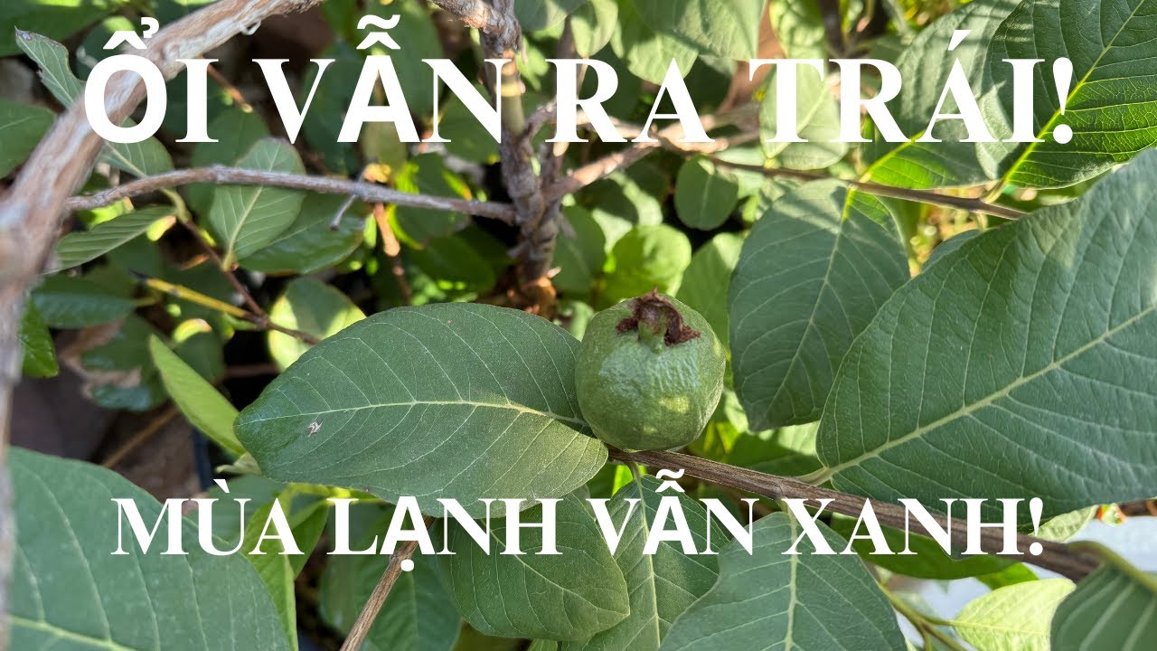 #99 Ổi Đơm Trái Mùa Lạnh • Tắc Lên Nụ Tinh Khôi.1/30/2026