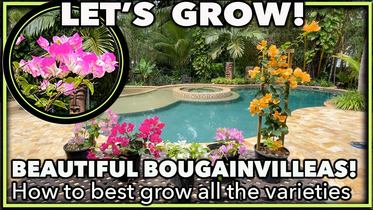 BOUGAINVILLEA PLANT