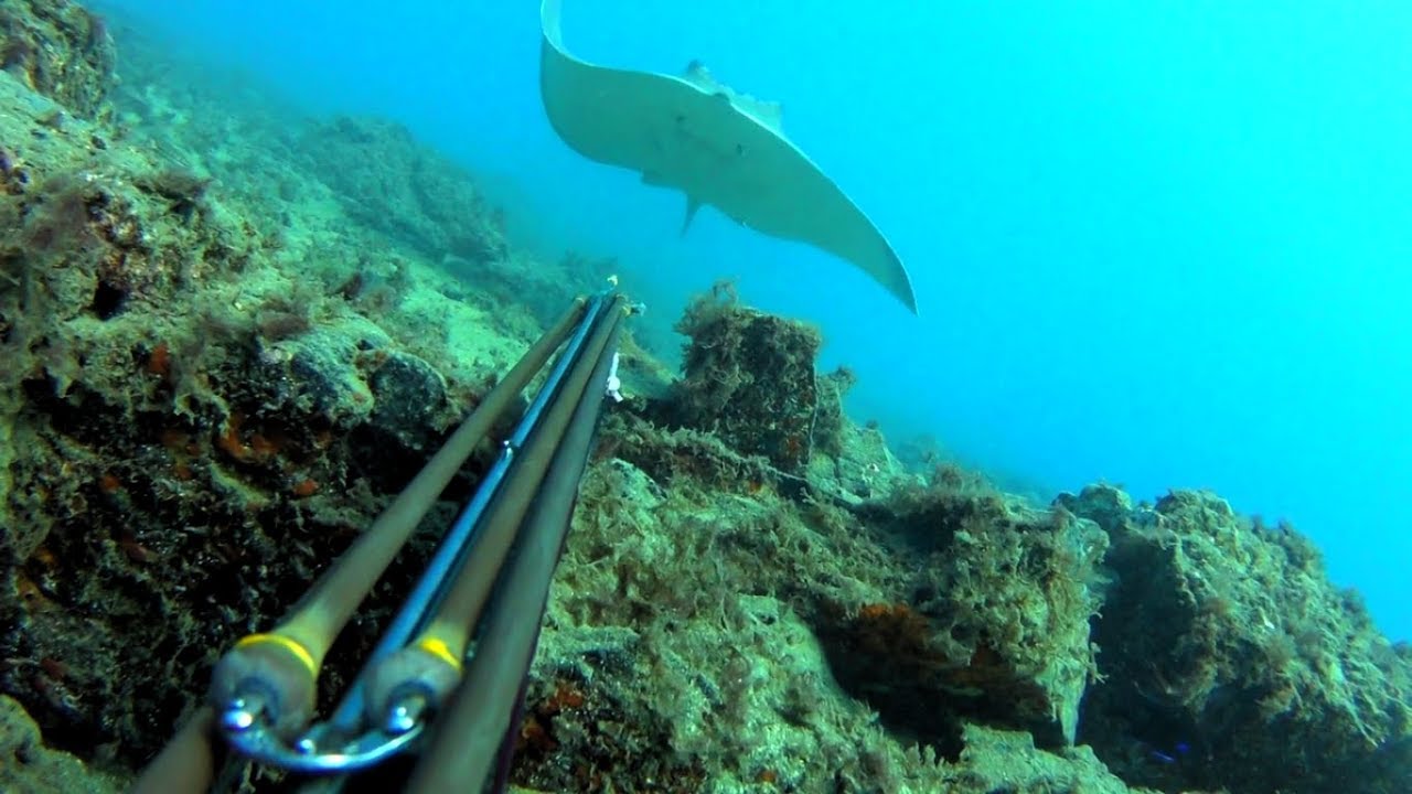pesca submarina escapada a Fuerteventura 19-spearfishing