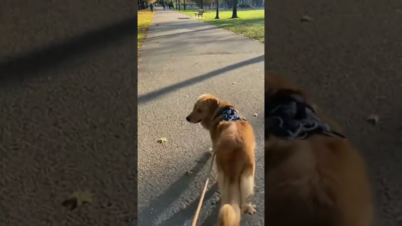 Wholesome Calm dog walk at park 