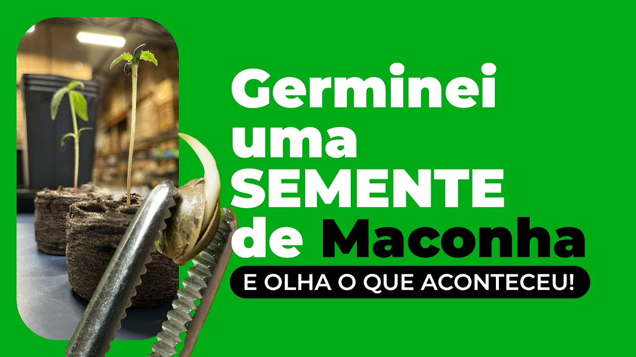 Germinar Semente de Cannabis R&aacute;pido e F&aacute;cil! Passo a Passo para Brotar Semente de Maconha