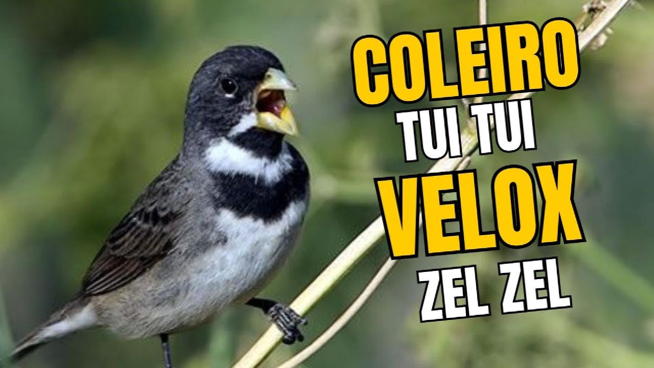 Encarte AUTOM&Aacute;TICO Coleiro Tui Tui Velox link para Download na descri&ccedil;&atilde;o #coleiro #tuitui